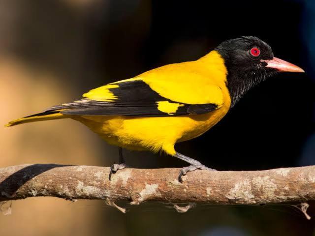Aditi Thekkady Dış mekan fotoğraf