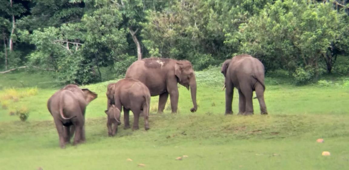 Aditi Thekkady Dış mekan fotoğraf