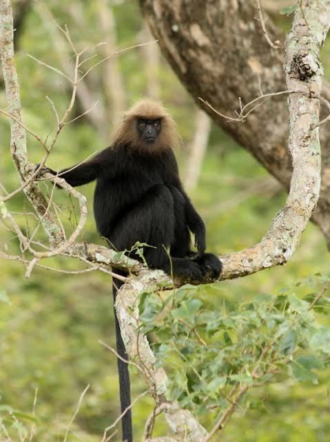Aditi Thekkady Dış mekan fotoğraf